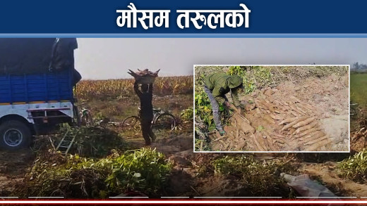 सर्लाहीका किसानलाई तरुल खन्ने चटारो