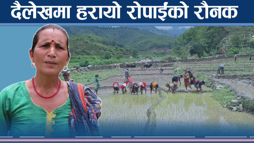 रोपाइँ गीतदेखि खेतसम्म परिवर्तन ! दैलेखमा धान खेती संकटमा