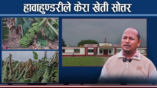 झापामा केरा खेतीमा हावाहुण्डरीको वितण्डा, लाखौ स्वाहा, किसान चिन्तित