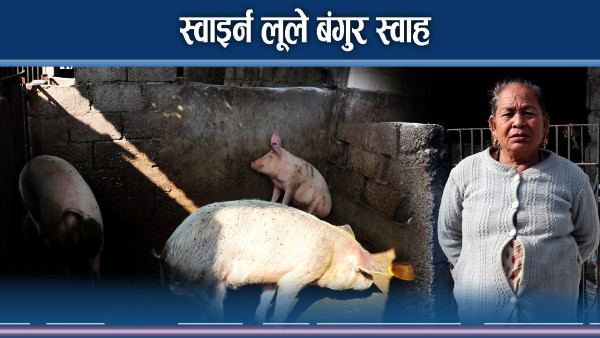मकवानपुरमा अफ्रिकन स्वाइन फ्लूको आतंक, बंगुर मर्दा किसान चिन्तामा