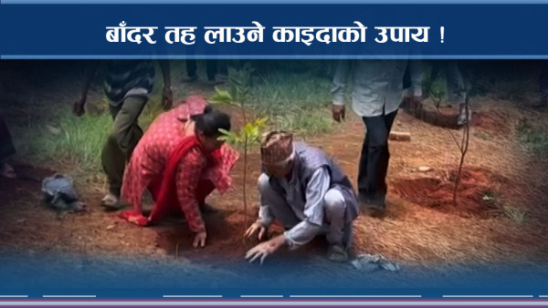 बाँदर आतंक रोक्न रोचक उपाय, उत्पादन पनि एकसाथ बढ्ने