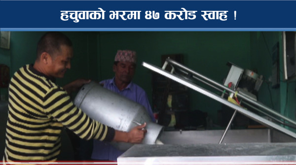 दूधका नाममा ४७ करोड स्वाह ! हचुवाको योजनाले अन्योलता कायमै