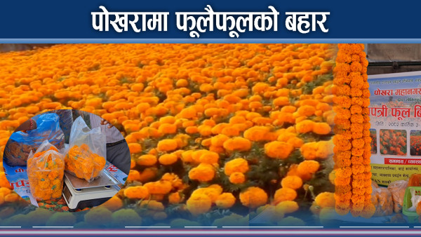 पोखरा फूलैफूलले छपक्कै, सयपत्रीले नै बनायो आत्मनिर्भर