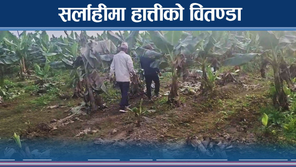 जंगली हात्ती आंतक, सर्लाही उत्तरका स्थानीय त्रसित 