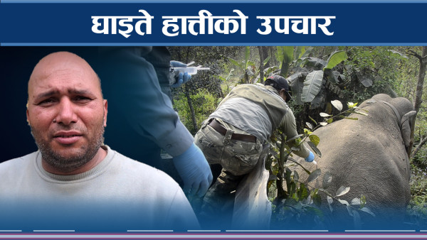 गम्भीर बनेको हात्तीको उपचारपछि तङ्ग्रिने अपेक्षा
