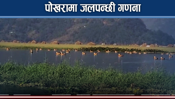 पोखरा उपत्यकामा ४५ प्रजातिका पानी चराको अभिलेख