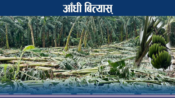 हावाहुरीले बाराका किसानको २ करोड बढी केरा खेती नष्ट