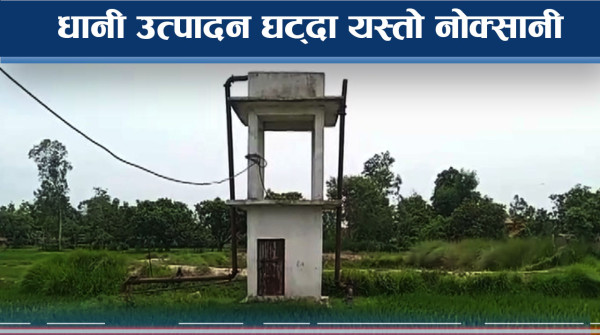 मधेशमा धान बालीमा सकस, सरकारको योजनामै धक्का लाग्ने