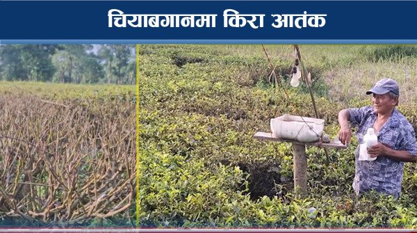 चियाको पातमा ‘लुपर क्याटरपिलर किरा’