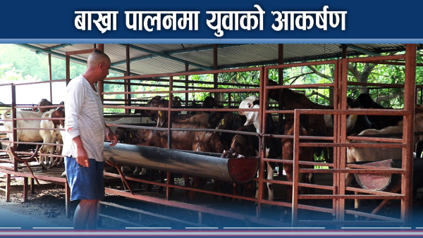 कृषि रम्दै मकवानपुरका युवा, लोभलाग्दो बाख्रा पालन  
