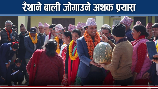 कास्कीमा रैथान बालीप्रति सचेत किसान, विउविजन बचाउने किसान दत्तचित्त