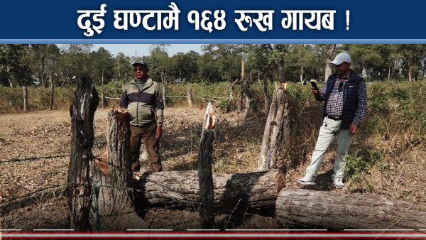 गाउँमै डरलाग्दो तस्करी ! एकसाथ १६४ रुख गायव, मिलेमतोमा सबै चुप !