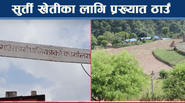 सुर्ती खेतीबाटै राम्रो आम्दानी, व्यवस्थापनमा चुनौतीसँगै अवसर