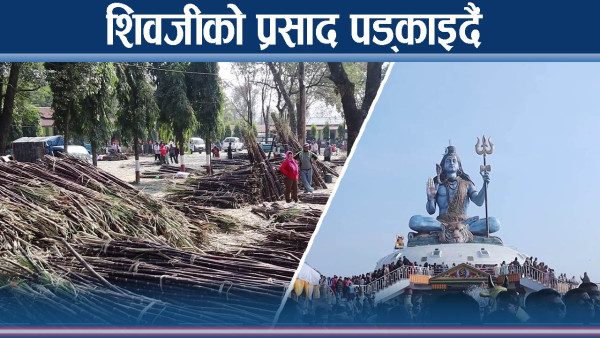 पोखरामा शिवरात्रीको छुट्टै रौनक, उखु पड्काएर उधुमै