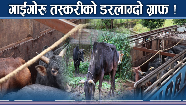 गाईगोरु तस्करीको डरलाग्दो रुप ! हव बन्दै मकवानपुर रुट !