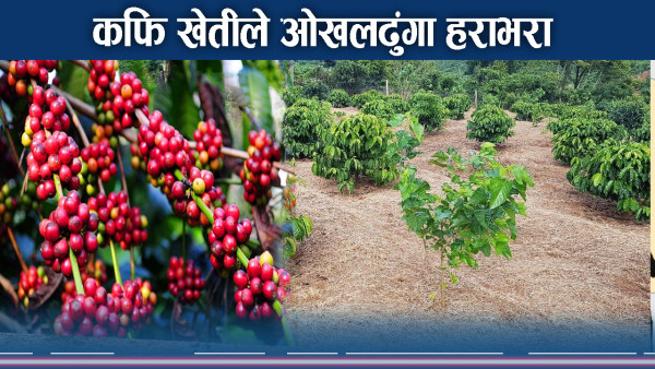 ओखलढुंगामा एकीकृत कफि खेती, १४० रोपनीको सामूहिक फार्म 