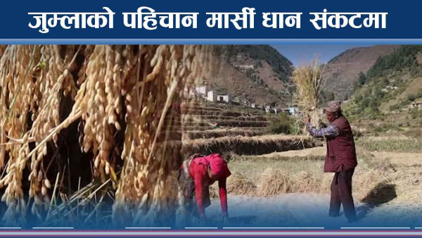 मार्सी धान उत्पादन बर्सेनि घट्दै, संरक्षणमा ध्यान दिन जोड 