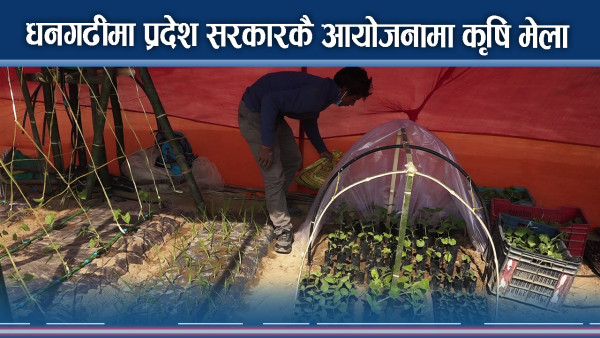 धनगढीमा प्रदेश सरकारकै आयोजनामा कृषि मेला