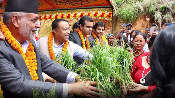 राष्ट्रिय कोदो दिवस : स्वस्थ रहन एक छाक कोदोको परिकार खाऔँ