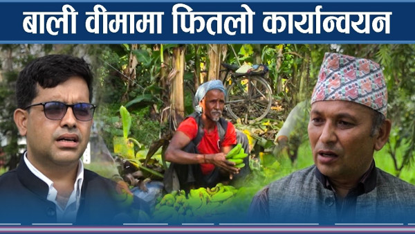 बालीमा बीमामा सरकार उदाश, कम्पनी बीमा गर्नै नमान्ने