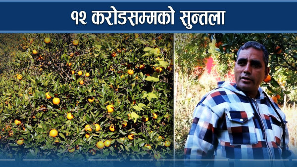 दोलखाको मेलुङ गाउँपालिकामा सुन्तला खेतीले किसान मालामाल