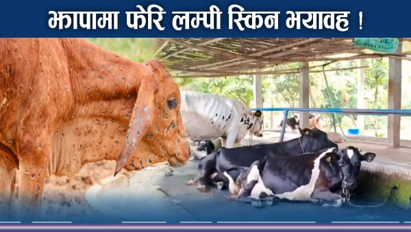 झपामा लम्पी स्किनको प्रकोप, पशुपालकलाई हैरानी