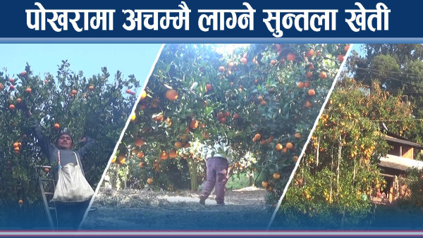 सुन्तला बेचेरै पोखरा महानगरमा १० करोड रुपैयाँ भित्रिदैं