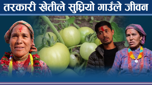 मुगुका कार्मारोङ गाउँपालिकाका किसानको तरक्की, लाखौंका तरकारी बेच्दै