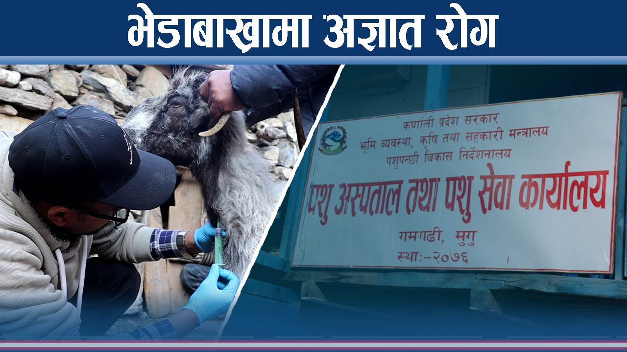 रोग पहिचानका लागि भेडीगोठ पुगे पशु चिकित्सक टोली