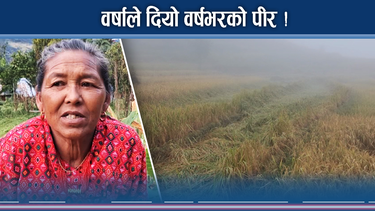 क्षणभरको वर्षाले वर्ष नै रित्याउँदै ! किसानका आँखाभर आँशु