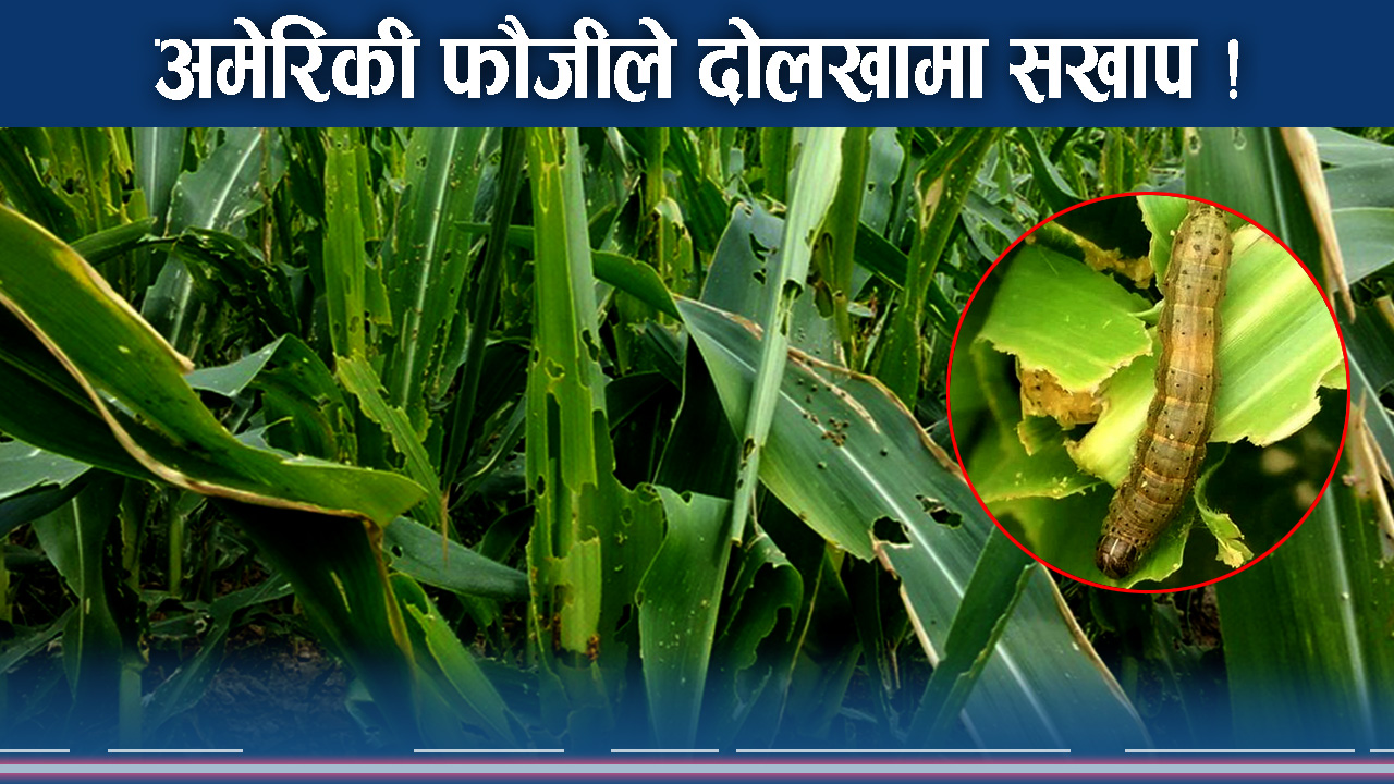 दोलखामा अमेरिकी फौजीले सताउनु सतायो, मकै सबै सखाप