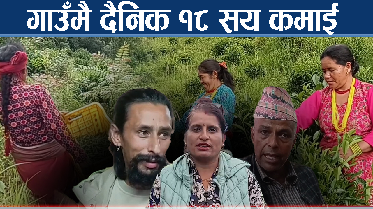 उजाड पाखामा चिया खेती, गाउँमै रोजगारी