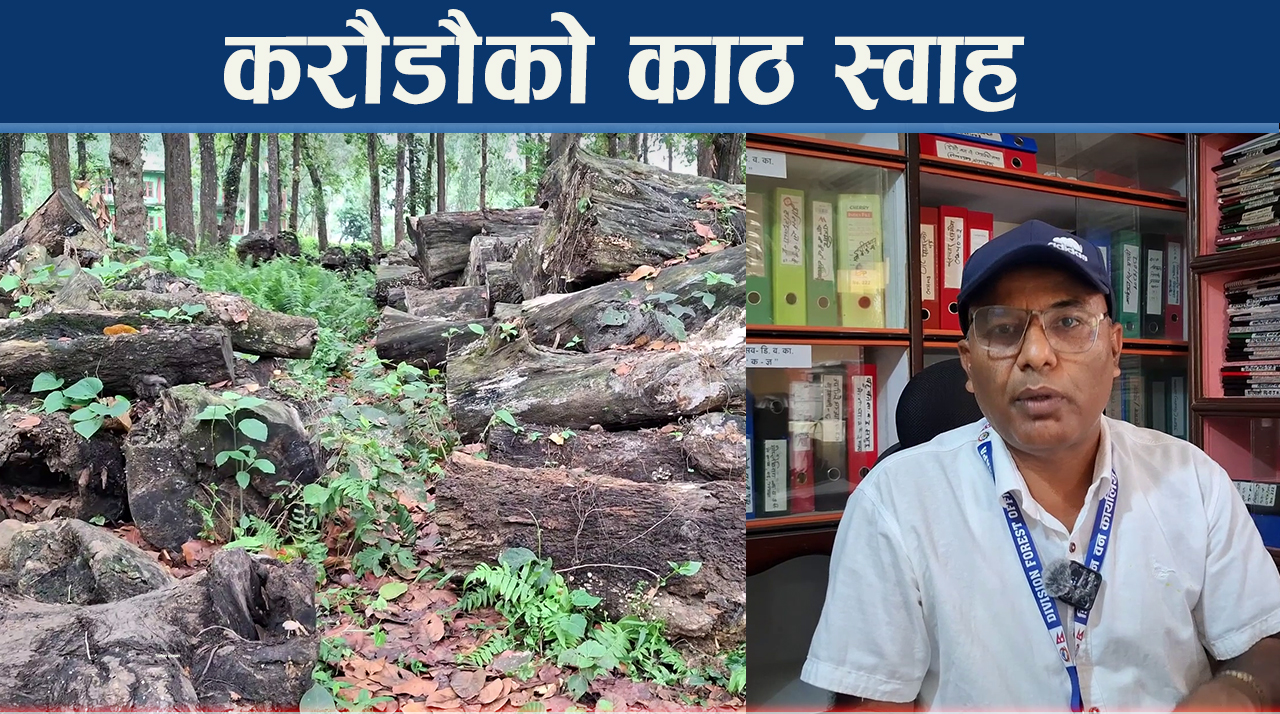 न स्थानीयलाई दाउरा न राज्यलाई राजश्व