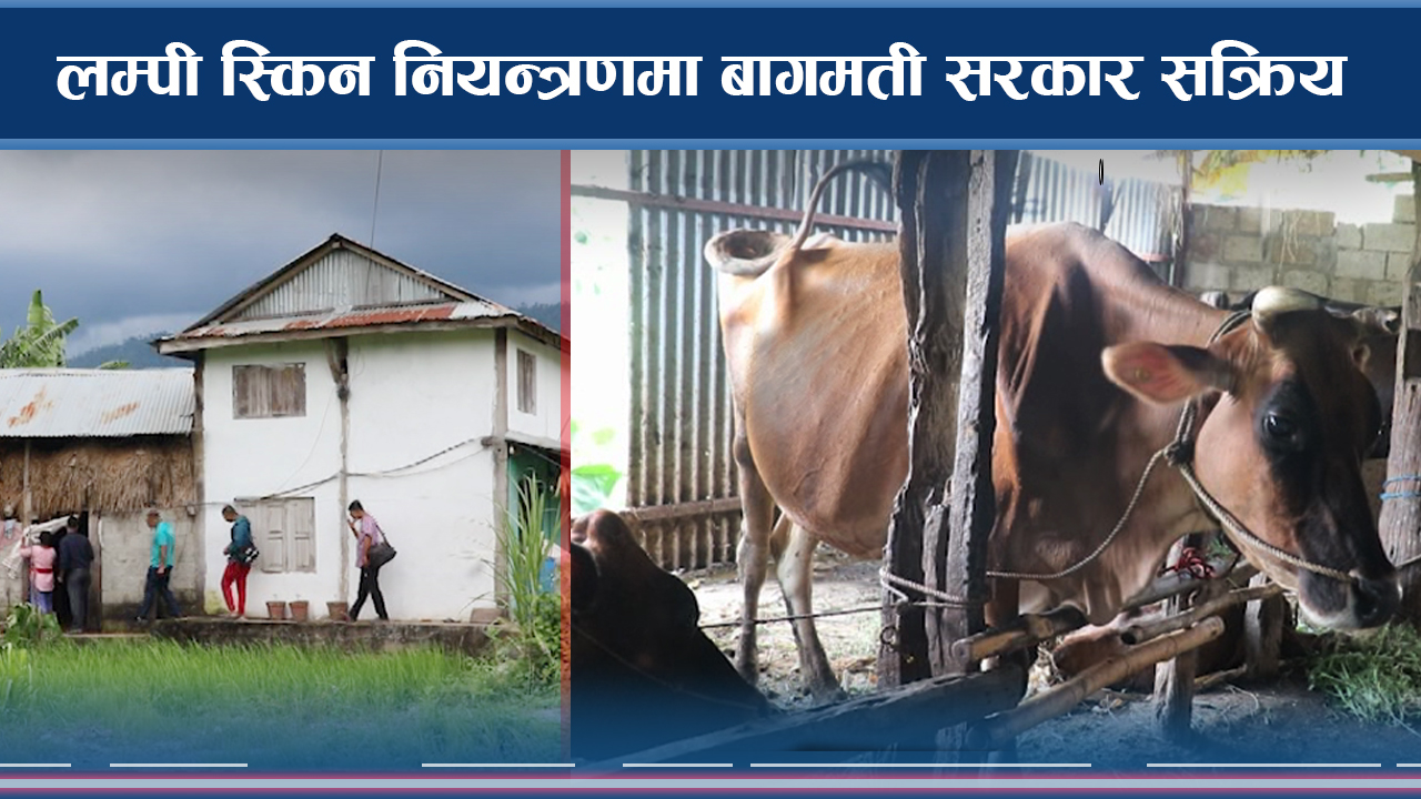 लम्पी स्किन नियन्त्रणमा बागमती सरकार सक्रिय, खोप अभियान अहिले पनि जारी