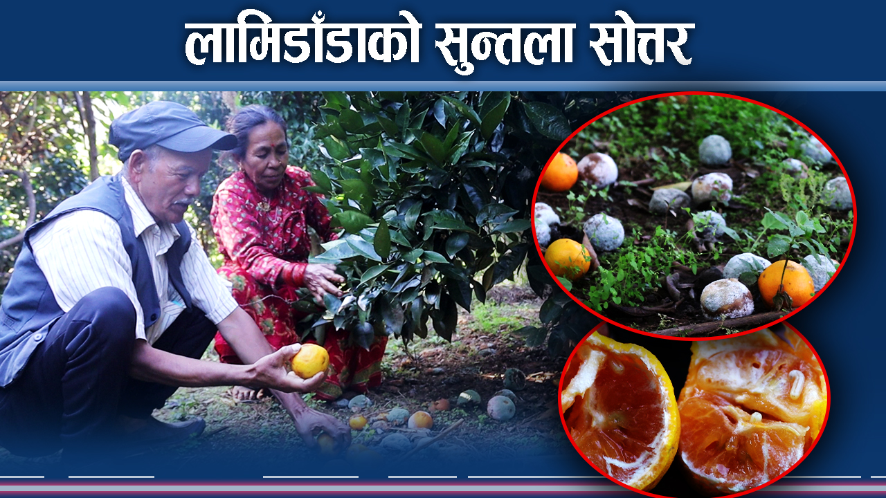 रोग किराको प्रकोपबाट सुन्तला नष्ट