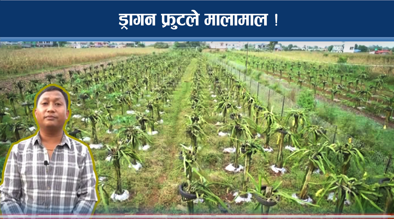 जताततै ड्रागन फ्रुट, एकै ठाउँमा सय कृषक !