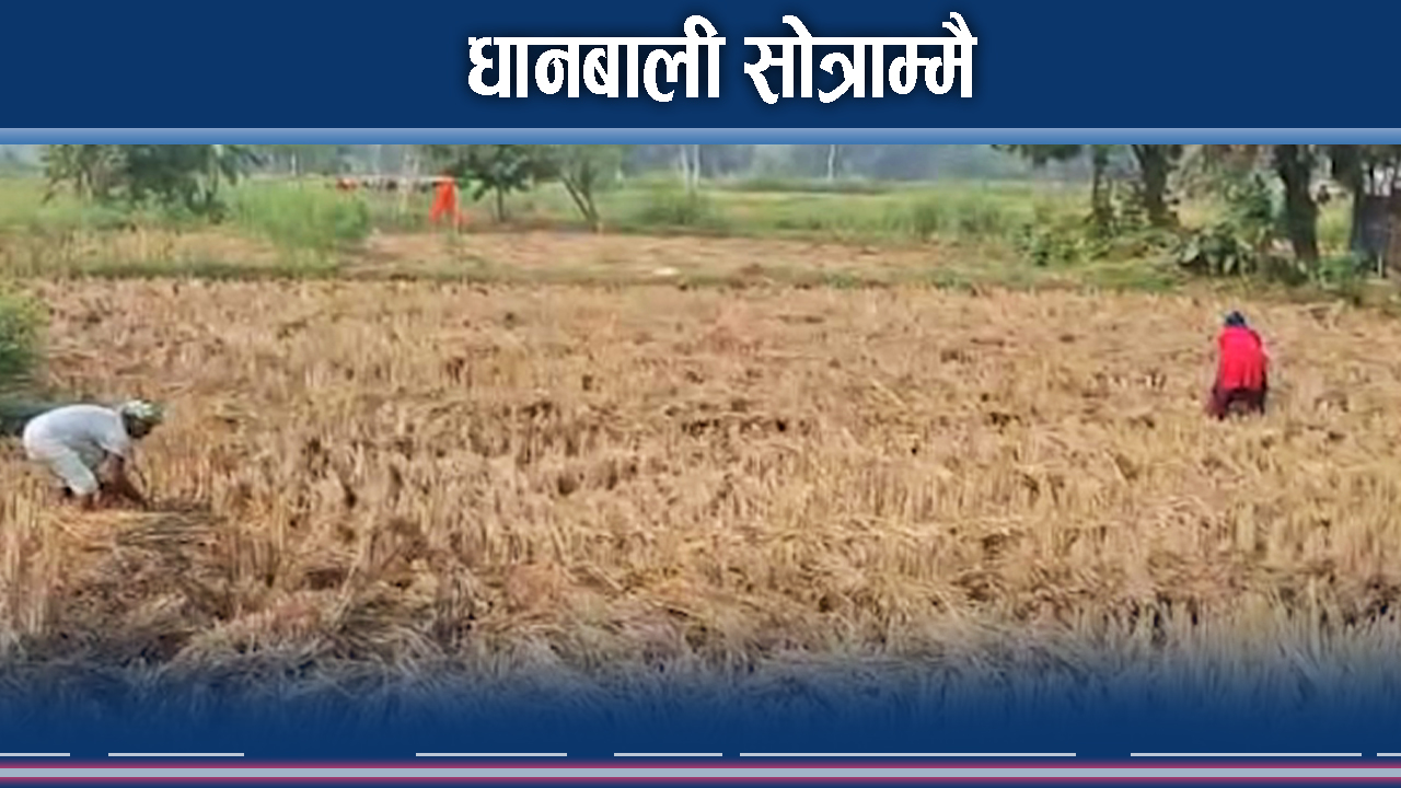 किसानलाई पीरः असारमा सुख्खा, कार्तिकमा वर्षा