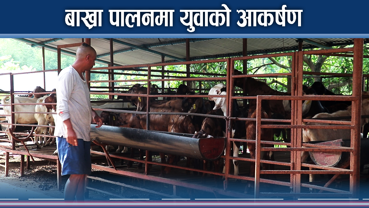कृषि रम्दै मकवानपुरका युवा, लोभलाग्दो बाख्रा पालन