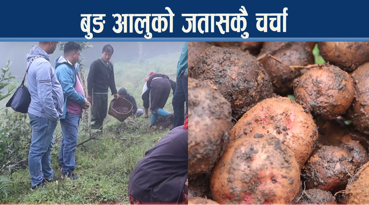 लेकाली बुङ आलुको माग काठमाडौँसम्म