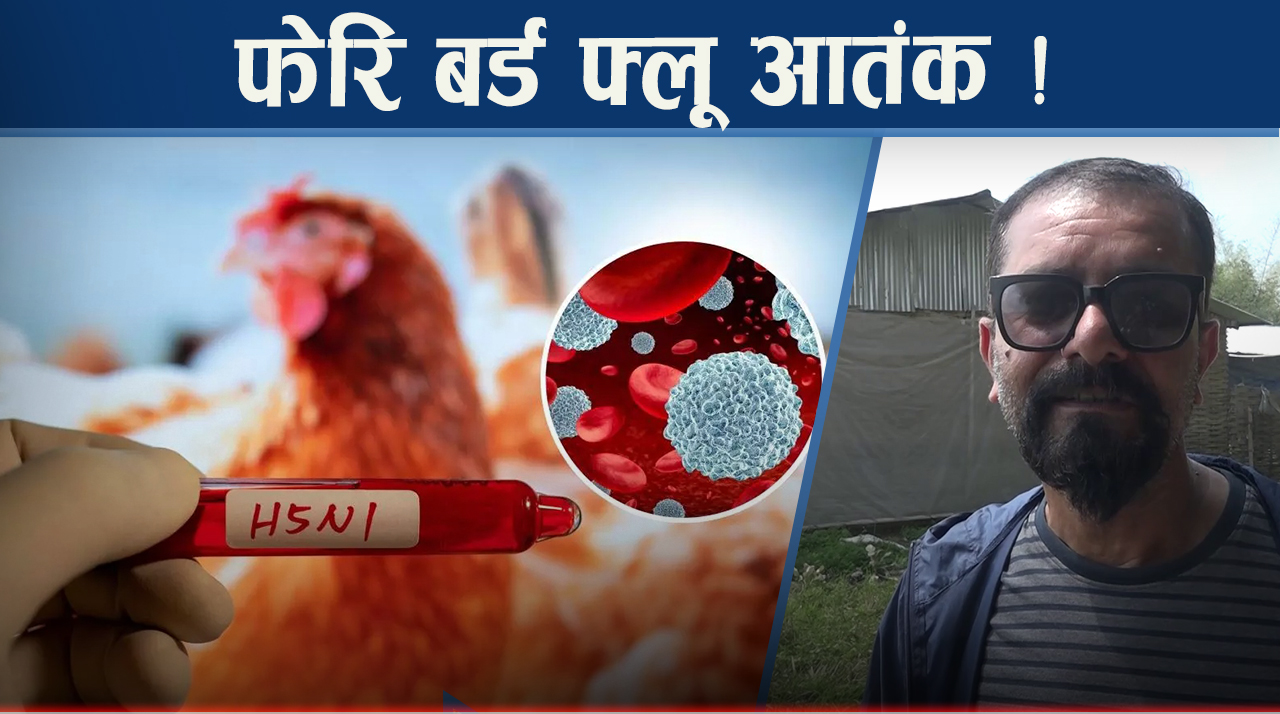 विराटनगरमा सल्कियो बर्ड फ्लू, किसानको लाखौ क्षति