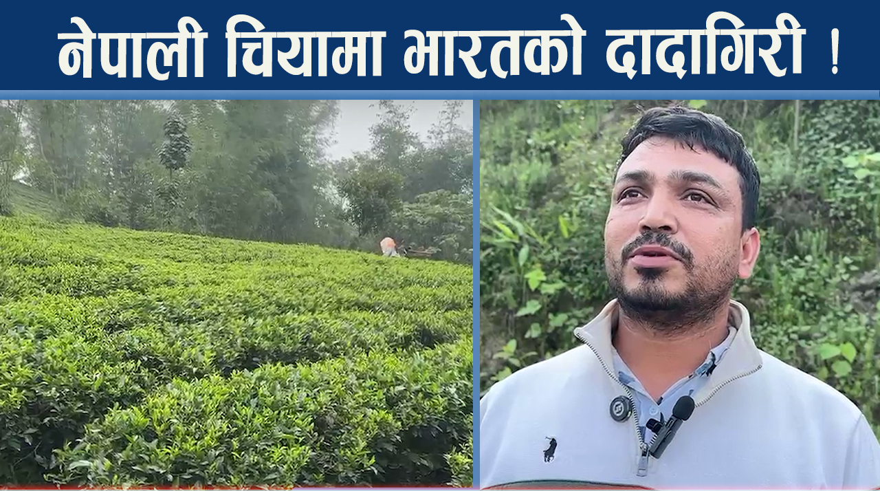 चिया उद्योगमा यो के हुँदैछ ? असार १ देखि बन्द !