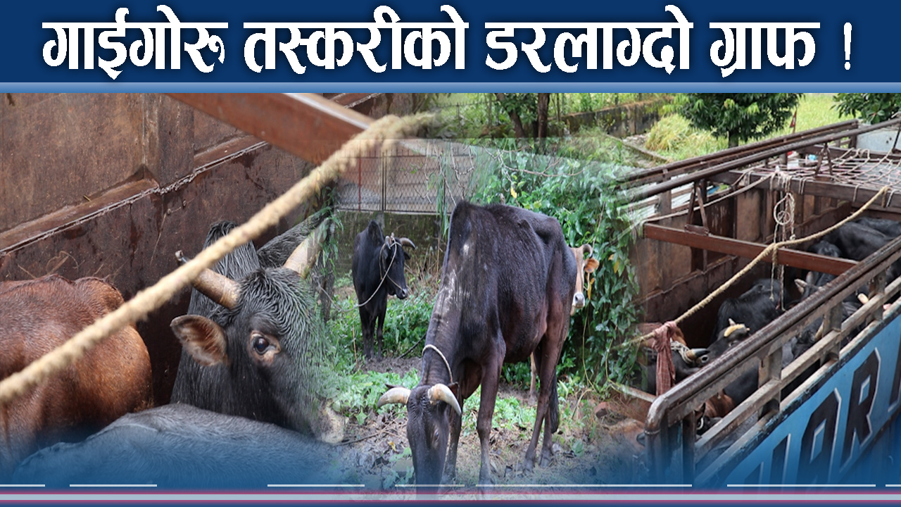 गाईगोरु तस्करीको डरलाग्दो रुप ! हव बन्दै मकवानपुर रुट !