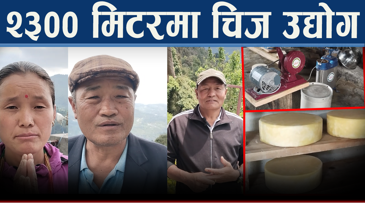 राम्चेमा चिज उद्योगको सफलता, गाउँमै रोजगारी र लाखौ आम्दानीको अवसर