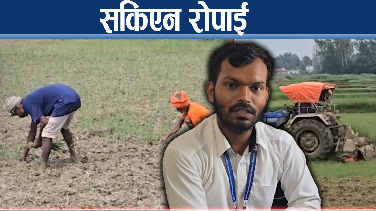 वर्षाको भरमा धान खेति, किसानलाई सास्ती, १३ प्रतिशत खेतमा रोपाई बाँकी