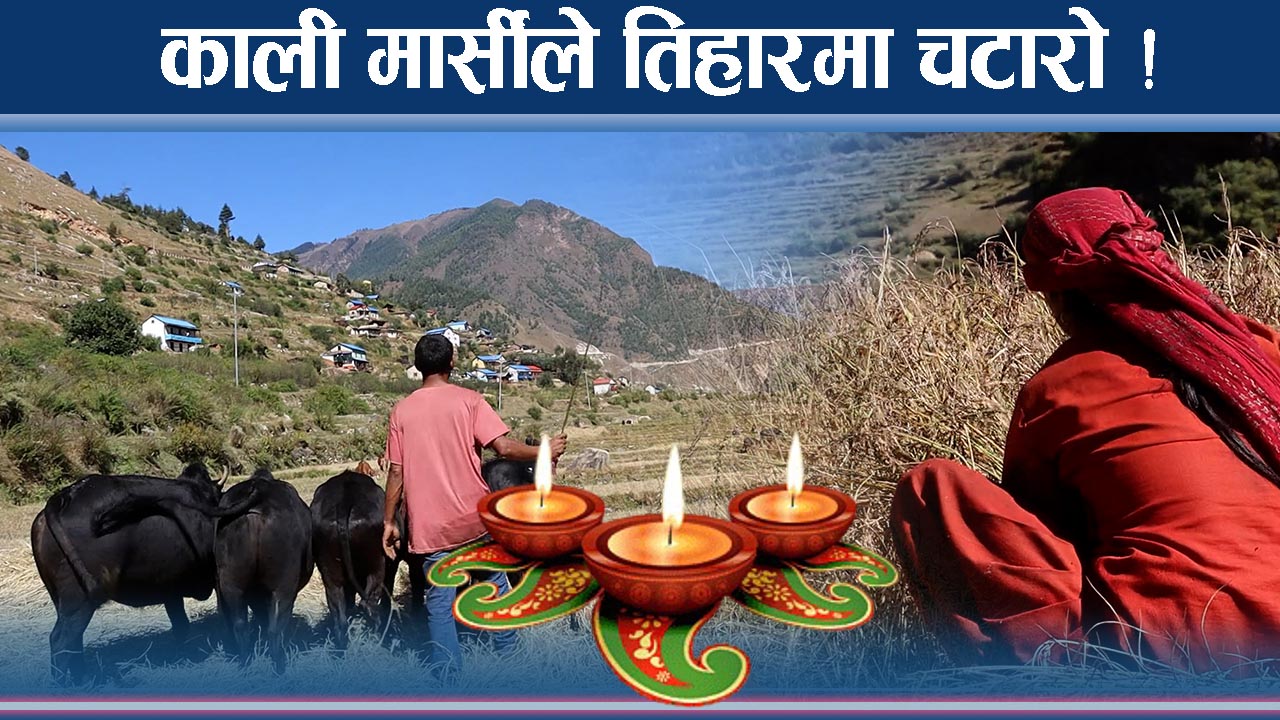 जुम्लामा काली मार्सीसँग रम्दै किसान, तिहारभन्दा धानले चटारो