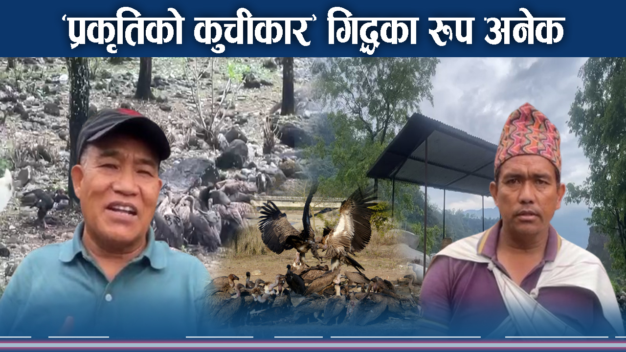 जटायु रेस्टुरेन्टमा थरिथरीका सयौं गिद्ध, संरक्षण प्रयास सफलतातर्फ