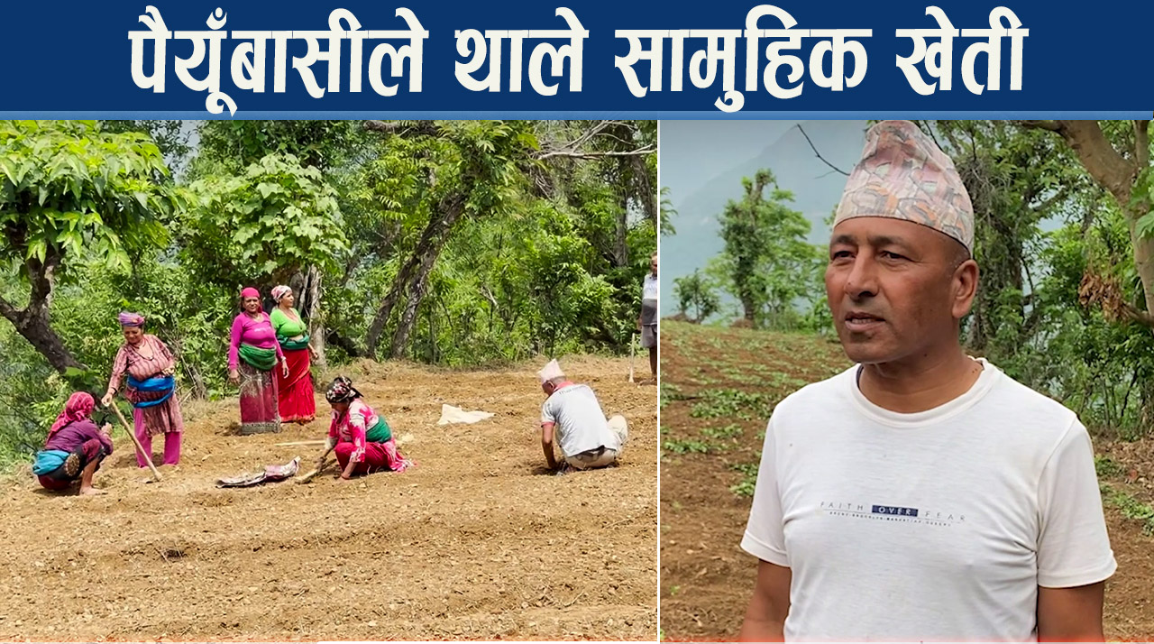 बाँझो जग्गामा हरियालीः फेरिँदै पैंयुँको मुहार