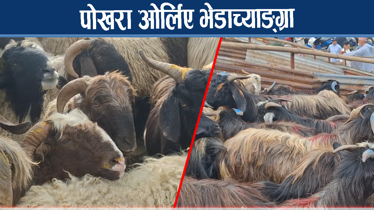 दशैंको भेडाच्याङ्ग्रा, १० देखि १५ हजार सस्तियो