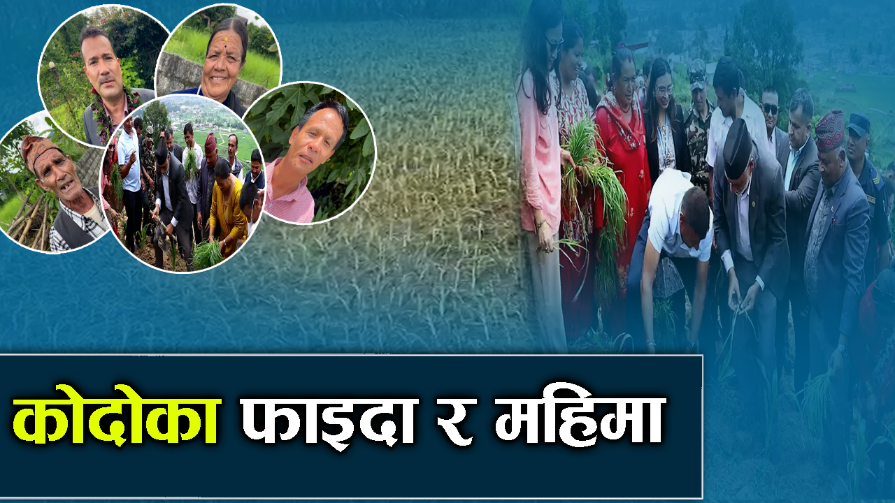पहिलो कोदो दिवस मनाइयो, कोदो प्रवद्र्धनलाई व्यापक बनाइने 