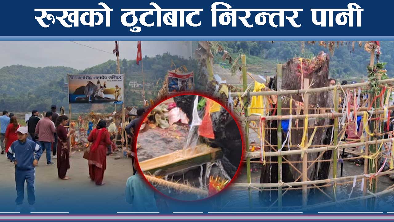 रुखको ठुटोबाट कसरी झर्यो पानी ? सबै चकित